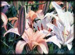 Lilies